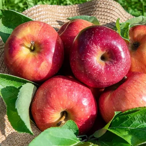 후기 1위- 열매나무 못난이 사과배 세트 총 6kg  최다인기