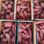 검증된 자우 해남 햇 꿀고구마 4kg4kg(150g250g 비교분석