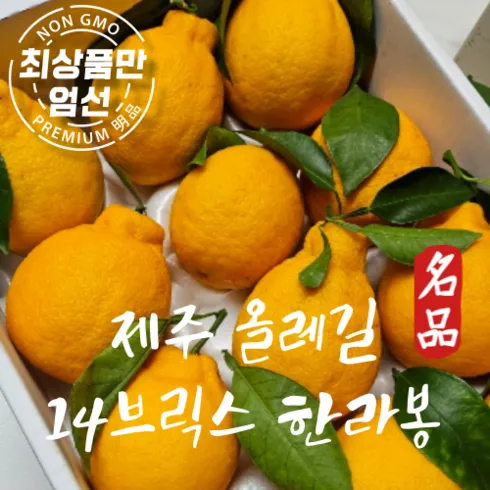 솔직한 리뷰- 제주도 3박4일. 균일가 239000원 최다 판매는 이유가 있다