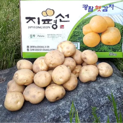 최고의 제품만 모았다 김제 지평선 하우스 감자 5kg 올해 대박상품
