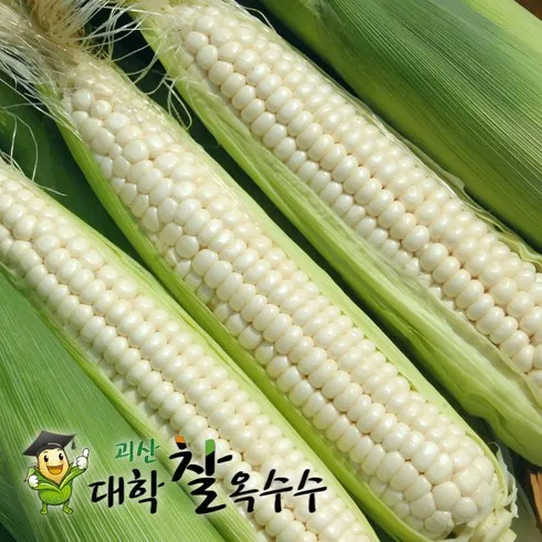 정성담아 보내는 괴산대학 찰옥수수 30개 만족도 상위