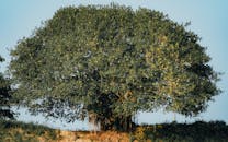 빠른소식 따라하면 돈버는 Oasis AI 무료 채굴 에어드랍 해보세요