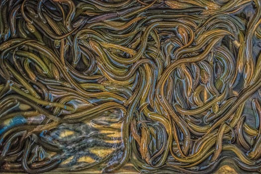 기다렸던 정보 ​국내에 유통되는 민물장어 종류는 무엇인가요? 알려드립니다