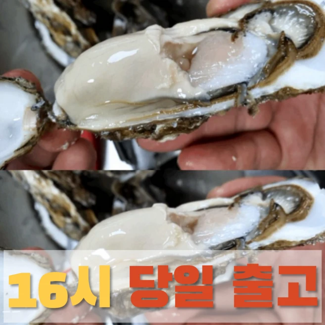 인플루언서가 공개한 요즘 대세인 ​석화 완벽한 스팩은 어디까지일까요? 상세히 리뷰 해보겠습니다.