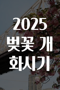 간단소식 2025벚꽃개화시기 놓치지마세요