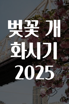 요즘 이게 유행 벚꽃개화시기2025 바로 클릭