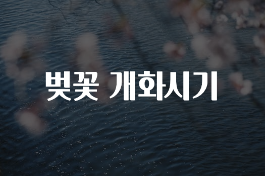 빠르게 확인 하세요! 벚꽃개화시기 궁금하신가요?