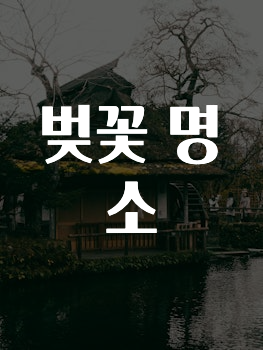 이번 달 벚꽃명소 놓치지마세요