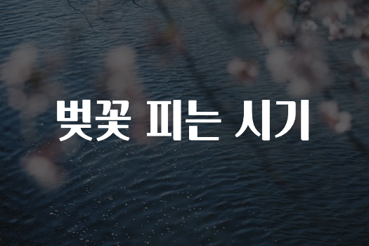 간단뉴스 벚꽃피는시기 추천드릴게요