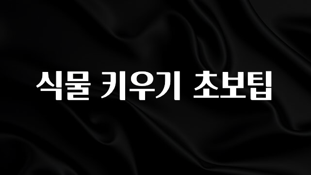 MZ세대 “주목” 식물 키우기 초보팁 확인해보세요
